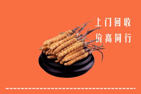 高价求购：市中区回收散虫草
